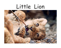 Little-Lion.pdf